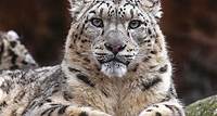 Chester Zoo’s Big Snow Leopard Quiz!