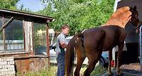 Polizei und Veterinäramt schlagen im Harz zu Trotz Verbots: Tierquäler aus Ditfurt hält erneut Pferde