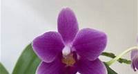 Phalaenopsis Dora Blue (3-4 Rispen)