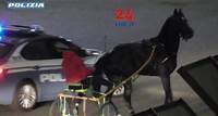 Messina, corse clandestine di cavalli: arrestato un messinese sorpreso a gareggiare di notte nel rione San Filippo