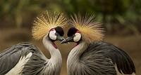 Gris Couronné Grues, Oiseaux, Grues