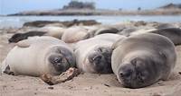 Elephant Seals: A Short Sleep in the Deep