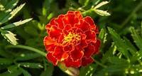 How to Grow and Care for Marigolds