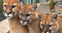 The Animals - Cougar Mountain Zoo