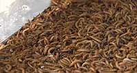 Conheça o tenébrio, inseto que pode ser uma fonte de proteína em rações animais e suplementos