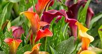 Die Calla (Zantedeschia) braucht gute Pflege Calla Pflege: Tipps für eine gesunde & blühende Pflanze