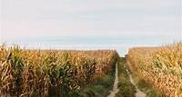 En Alsace, 126 captages d’eau contaminés par l’agriculture intensive En Alsace, 126 captages d'eau sont considérés comme "sensibles". Ils se situent tous à proximité d'une activité agricole conventionnelle qui les expose excessivement aux nitrates et aux pesticides.