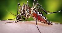 Mosquitos transgênicos ajudam no combate à dengue