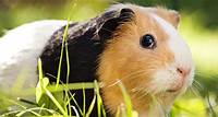 40 Interesting Guinea Pigs Facts They're not pigs. They're not from Guinea. So what exactly are these cute fur balls? Browse through our fun and interesting guinea pigs facts to find out!
