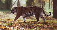 Free Gray and Black Tiger Walking on Forest Stock Photo