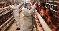 Influenza aviar H5N1: Qué saber sobre el virus que sigue creciendo