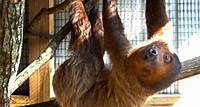 Pet a Sloth
