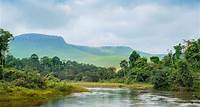 Selva del Congo: características, flora y fauna