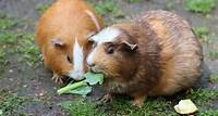 Download free HD stock image of Guinea Pig House Guinea Pigs