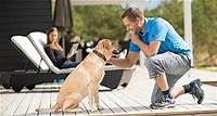 Ferienhäuser mit Hund Urlaub mit Hund Gratis Urlaub für deinen Hund (oder dein Haustier)