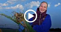 Tierschutz Mit Video: Wie Rehkitze bei Behnsdorf mit einer Drohne vor dem Mähtod gerettet werden