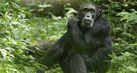 Schimpansen im WWF-Artenlexikon: Zahlen & Fakten