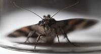 Grandma's trick to get rid of those pesky Colorado miller moths