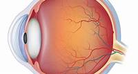 Retina: Anatomy, Functions, and Conditions