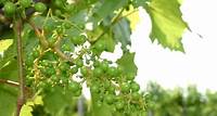 A beginner's guide to growing backyard grapes - Farm and Dairy