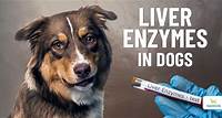 A Vet's Guide To Elevated Liver Enzymes In Dogs