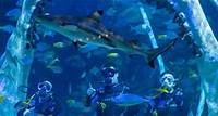 Dive With Sharks Experience In West Midlands