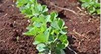 Como se comporta o hipocótilo de cultivares de soja ao longo de várias épocas de plantio? • SciELO em Perspectiva | Press Releases