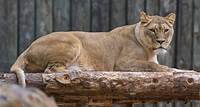 Lion Live Cam | The Maryland Zoo