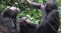 Schimpansen nutzen Insekten als Medikamente