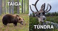 Qual é a diferença entre TUNDRA e TAIGA?