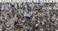 Shorebirds at Heislerville – May 23, 2024