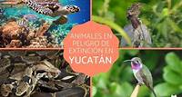 Animales en peligro de extinción en Yucatán