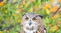 Owl Encounter | National Aviary
