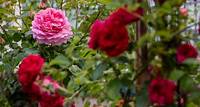 Romantische Rosenlandschaften und buntes Gartenfest Vom 1. bis 9. Juni dreht sich im Palmengarten alles um die Rose.