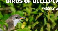 Birds of Belleplain – May 23, 2024