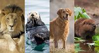 4 Animals Personality Test