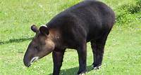 ¿El tapir está en peligro de extinción?