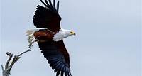 Free Bald Eagle About to Fly Stock Photo