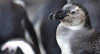 Penguin Live Cam | The Maryland Zoo