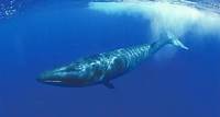 Sei Whale