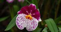 How to Grow and Care for Miltonia Orchids