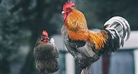 Cerita Dongeng Anak: ‘Cindelaras dan Ayam Jago yang Hebat’