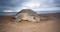 Dia Mundial da Tartaruga: confira curiosidades sobre a espécie nas praias do Piauí