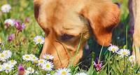 Hunde werden zu "Giftpflanzen-Spürnasen" ausgebildet