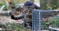 TNR Scenarios: Hard to Trap Cats