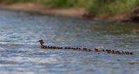Mother Duck Raises 76 Ducklings – News For Kids