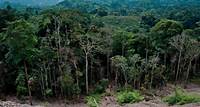 What is the role of deforestation in climate change and how can 'Reducing Emissions from Deforestation and Degradation' (REDD+) help? - Grantham Research Institute on climate change and the environment