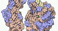 Le prix Nobel de chimie 2009 couronne les ribosomes