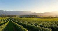 Yarra Valley-Weintour in kleiner Gruppe: Wein, Gin und Apfelwein