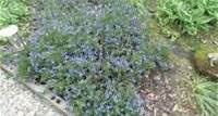 How about my volunteer Lithodora